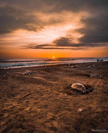 arribada sea turtles Ostional