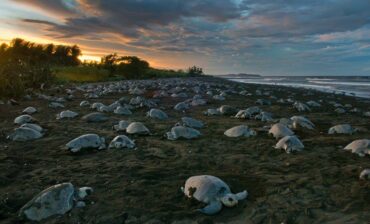Olive Ridley turtle culture