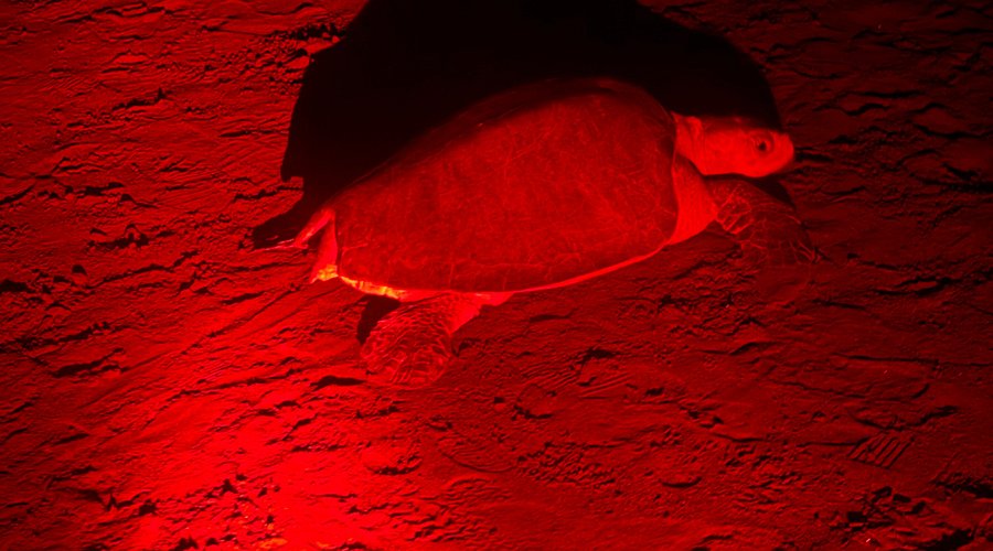 Olive ridley turtle nesting during Ostional arribada with red light